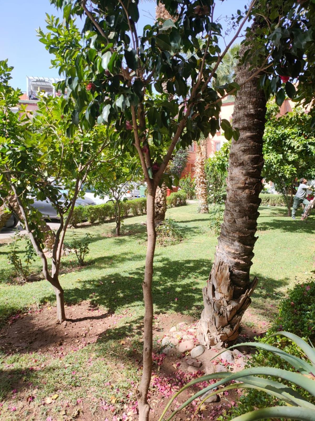 Said Mm Appartement Marrakesh